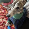 元気なウィペット、３歳オス サムネイル4