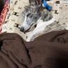 元気なウィペット、３歳オス サムネイル5
