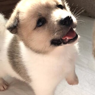 交渉中・保健所からレスキューした子犬♀のぞみ