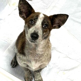 大きいお耳と短足なルックスが可愛い、未来ちゃん♪