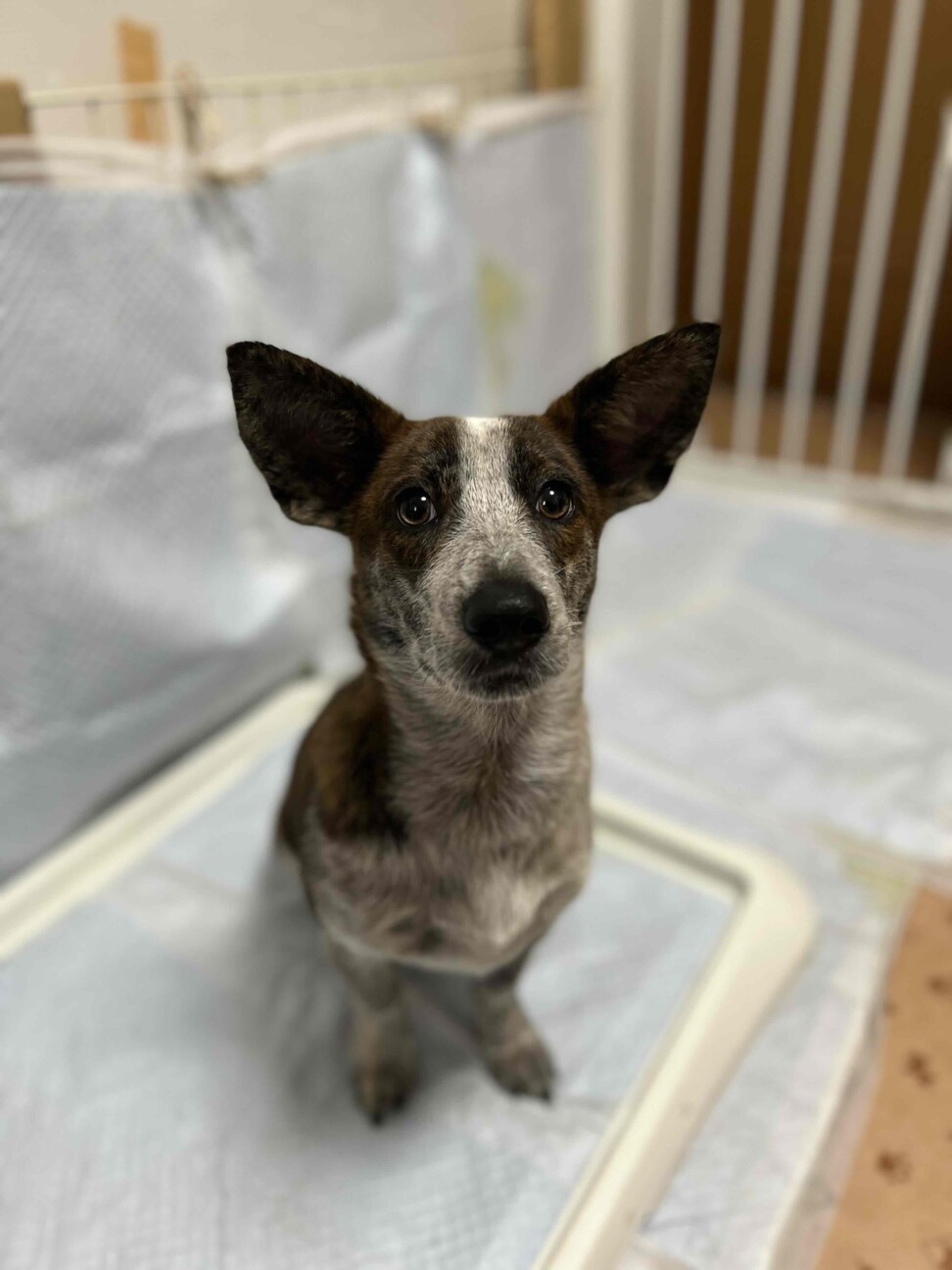 大きいお耳と短足なルック 東京都 犬の里親募集 ペットのおうち 月間利用者150万人