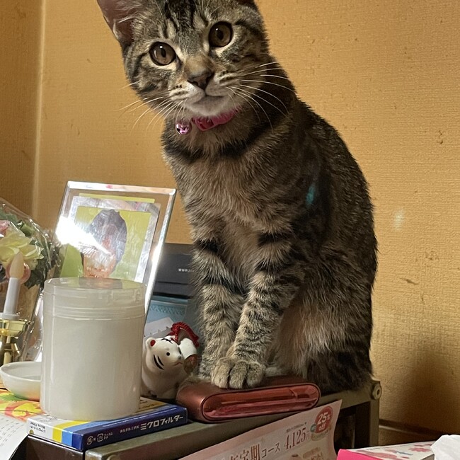 あや53のカバー写真