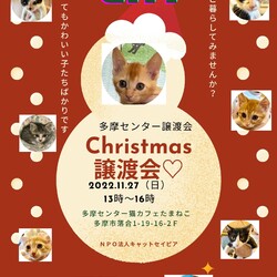 子猫の譲渡会in多摩センター