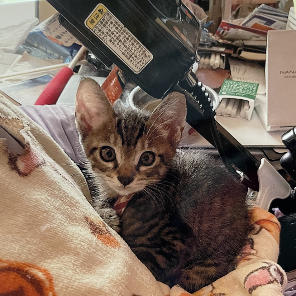 レオたんのカバー写真