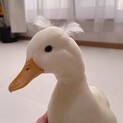 コールダック1匹