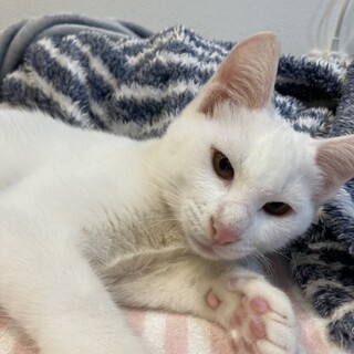 真っ白な子猫のココちゃん★メス3ヶ月