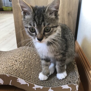 くつ下履いた可愛い子です。