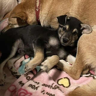 生後約3ヶ月の子犬里親緊急募集