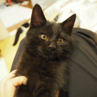 人が好き！黒猫♂だい