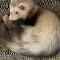 フェレットの里親を募集します