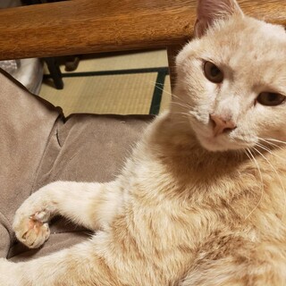 ダブルキャリアだから捨てられたのかな