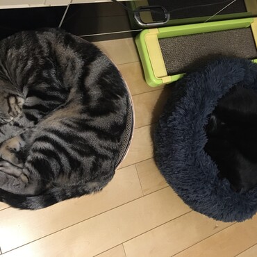ふわふわベットは小さくて入らなかった海ちゃん。。爪研ぎからもはみ出るようになっちゃったね。。体重管理ちゃんとしないとっ(>_<)