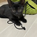 元気いっぱい黒猫の女の子♪ 黒猫３兄弟
