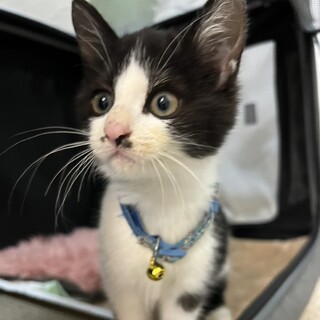 お見合い決定美人の白黒はちわれ子猫♀丸顔、短足気味