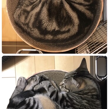 2年前と、今日の海ちゃん。あきらかにお腹のお肉が…。