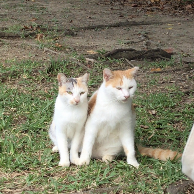 かいりのカバー写真