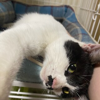 【急募】人が大好きハチワレ君