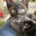 おっとりマイペースな黒猫の男の子♪ 黒猫3兄弟