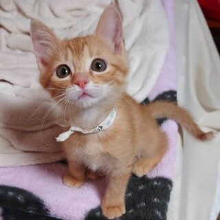 募集停止　激かわっ子ゆめちゃん