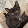 おっとりマイペースな黒猫の男の子♪ 黒猫3兄弟 サムネイル3