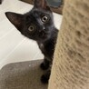 おっとりマイペースな黒猫の男の子♪ 黒猫3兄弟 サムネイル4