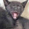 おっとりマイペースな黒猫の男の子♪ 黒猫3兄弟 サムネイル5