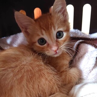 募集停止❤️兄妹揃って激かわっ子ふうた