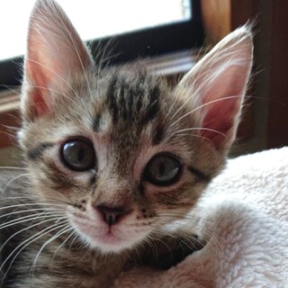 募集停止❤️兄妹揃って激かわっこたいが