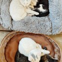 可愛い子猫の4兄弟☆