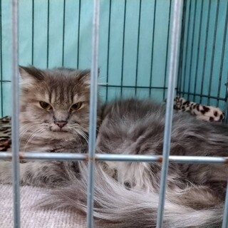 トライアル中！長毛エレガント★エレナさん