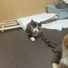 可愛い三毛猫ちゃんです‼︎ サムネイル4