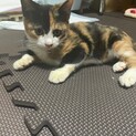 可愛い三毛猫ちゃんです‼︎