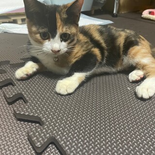 可愛い三毛猫ちゃんです‼︎