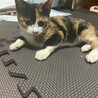 可愛い三毛猫ちゃんです‼︎ サムネイル1