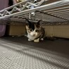 可愛い三毛猫ちゃんです‼︎ サムネイル3