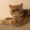 エキゾチックショートヘアのヨーダ君