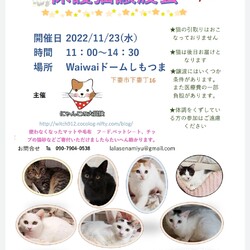 保護猫譲渡会　waiwaiドームしもつま11/23
