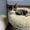 可愛い三毛猫ちゃんです‼︎ サムネイル5