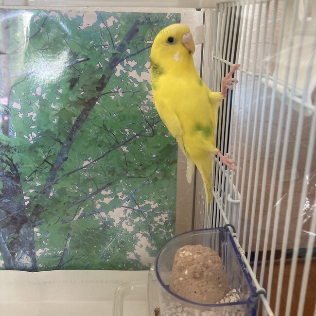 キンちゃんプのカバー写真