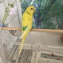 セキセインコ里親募集です