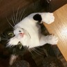 の写真