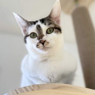 甘えん坊な美猫さん【譲渡会参加】