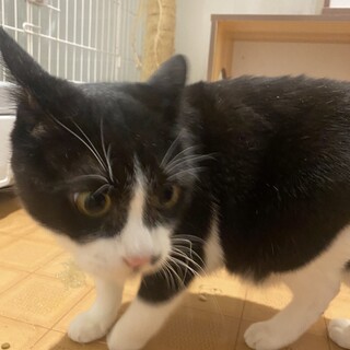 白黒のくーちゃん