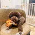 トイプードル　1歳（10月3日誕生日）