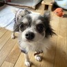 チワワの女の子　エルサちゃん サムネイル7