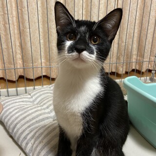 健康優良児のハチワレ男の子