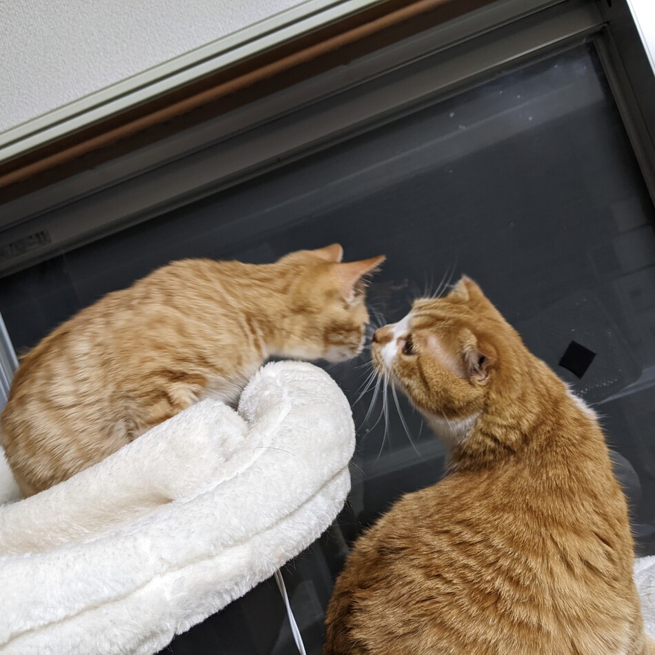 シロップのカバー写真