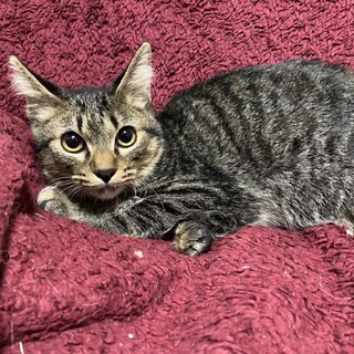 かくれんぼ大好き♪「シンバくん」