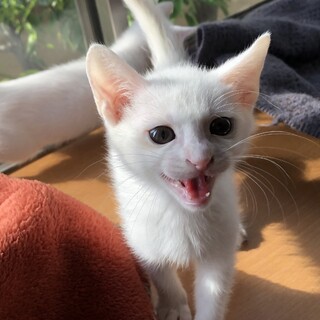 とっても元気！甘えん坊の白猫ちゃん。