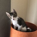 可愛いハナグロの白キジちゃん。